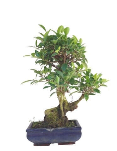 Bonsai ginseng