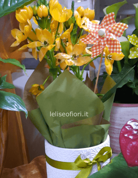 Piante fiorite varie tipologie